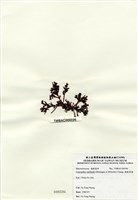 藏品(硬盾果藻)的圖片